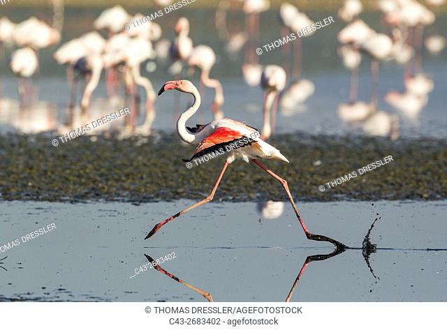 Greater Flamingo (Phoenicopterus roseus) - Running at the Laguna de Fuente de Piedra near the town of Antequera. This is the largest natural lake in Andalusia...