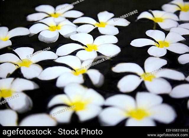 Schöne weiße tropische Blumen, schwimmen im Teich, (Frangipani Blumen)