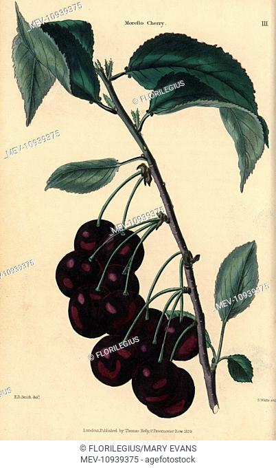 Fruit and leaves of the Morello cherry, Prunus cerasus. Handcolored illustration by E.D. Smith engraved by Watts from Charles McIntosh's Flora and Pomona 1829
