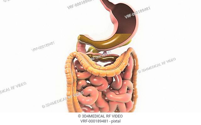 Animation depicts the digestive system with cutaway esophagus and stomach. The camera zooms to the cutaway stomach showing gastric juices and moves down to the...