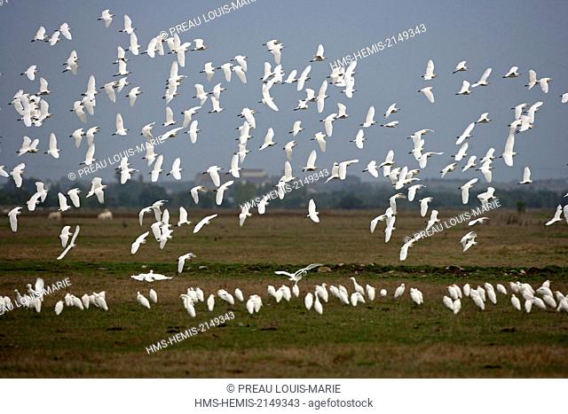 France, Vendee, Bouin, Cattle Egret, (Bubulcus ibis)