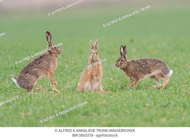 Hares (Lepus europaeus), Upper Austria, Austria
