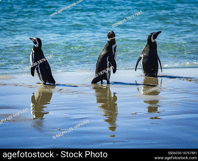 Reflection, Magellanic Penguins (Spheniscus magellanicus) along the shore on Carcass Island, Falkland Islands