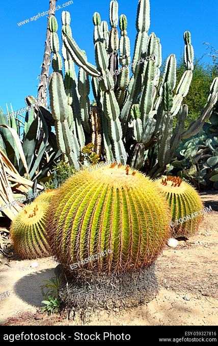 Golden Barrel Cactus, Echinocactus grusonii, also known as golden ball and mother-in-law's cushion, is endemic to east-central Mexico
