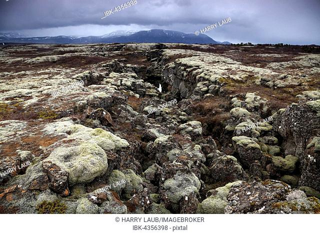 moss-covered lava rock at Thingvellir, Thingvellir National Park, Golden Circle, Iceland