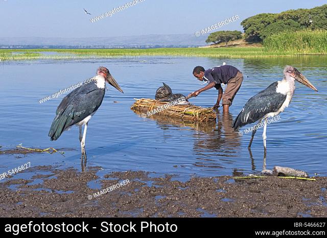 Fisherman and Marabou Storks (Leptoptilos crumeniferus), Awasa harbor, Ethiopia, Awassa, Hawassa, Africa
