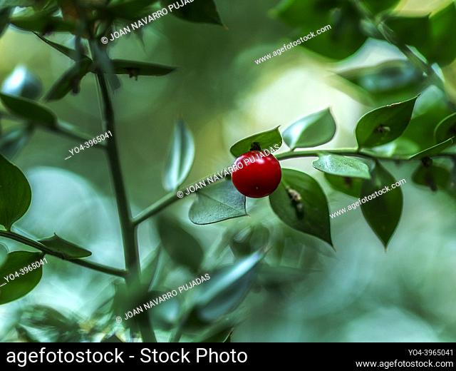 Ruscus aculeatus, Liliaceae