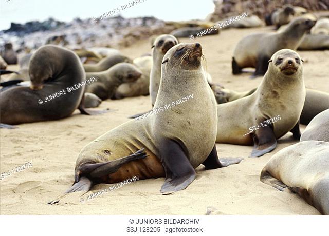 African fur seal - on the beach - Arctocephalus pusillus