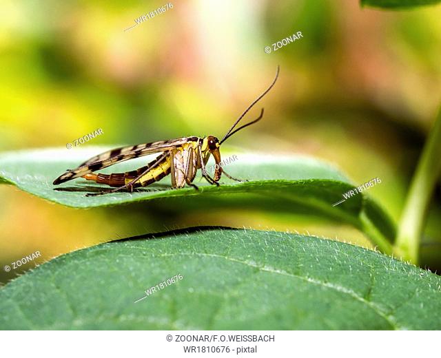 common scorpionfly