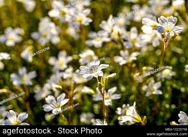 Delicate white flowers as a carpet of flowers