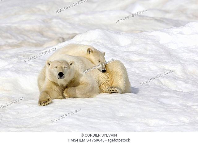 Russia, Chukotka autonomous district, Wrangel island, Polar bear (Ursus maritimus), adult female with young one year and a half old