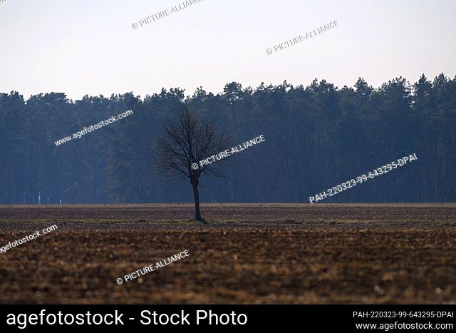 23 March 2022, Saxony-Anhalt, Satuelle: A bare tree stands in an uncultivated field. The soil in the forests is currently far too dry because there was too...