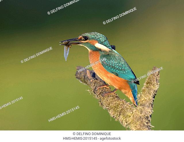 France, Doubs, natural area for Allan to Brognard, Kingfisher (Alcedo atthis), juvenile being initiated to fishing for food