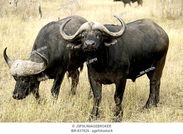 Two African Buffalos or Cape Buffalos(Syncerus caffer), adult, Sabi Sand Game Reserve, South Africa