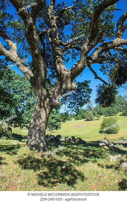 Majestic oaks highlight a California landscape