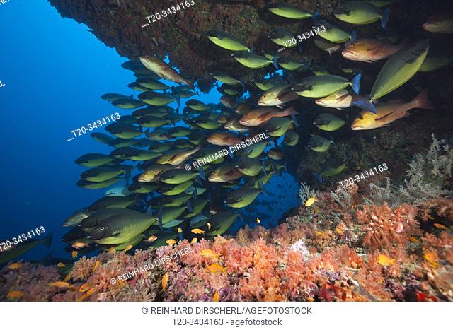 Shoal of Sleek Unicornfish, Naso Hexacanthus, South Male Atoll, Indian Ocean, Maldives