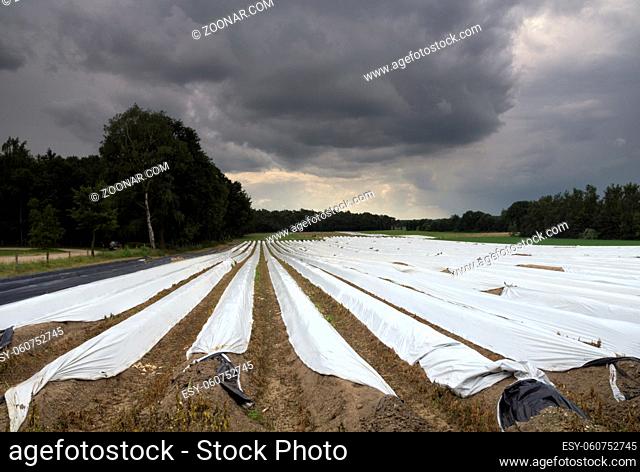 Field with asparagus on the edge of the national park de Meinweg near the village Herkenbosch