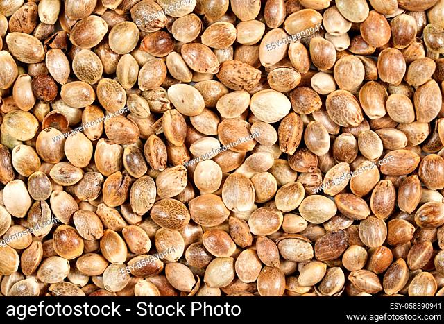 Heap of unpeeled cannabis seeds, view from above, closeup macro detail