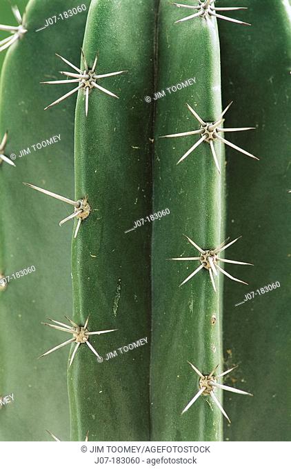 Golden Saguaro cactus (Neobuxbaumia polylopha), detail. Texas. USA