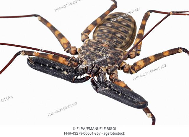 Tanzanian Giant Tailless Whip Scorpion Damon diadema adult, close-up of adapted pincer-like pedipalps