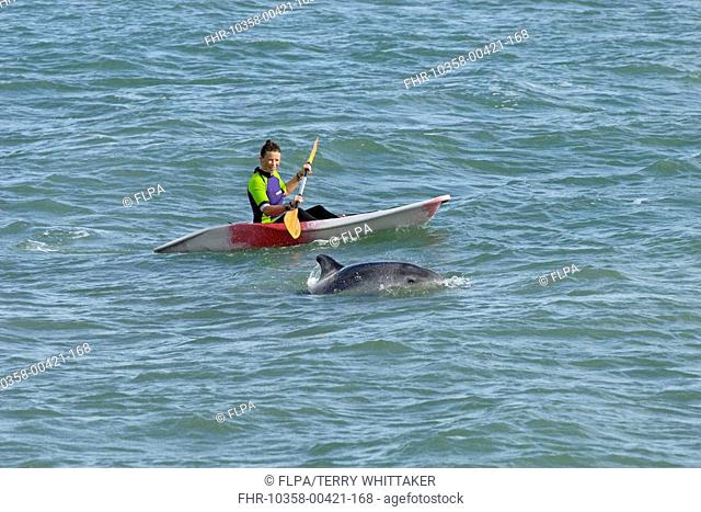 Bottle-nosed Dolphin Tursiops truncatus adult porpoising beside kayak, Folkestone, Kent, England
