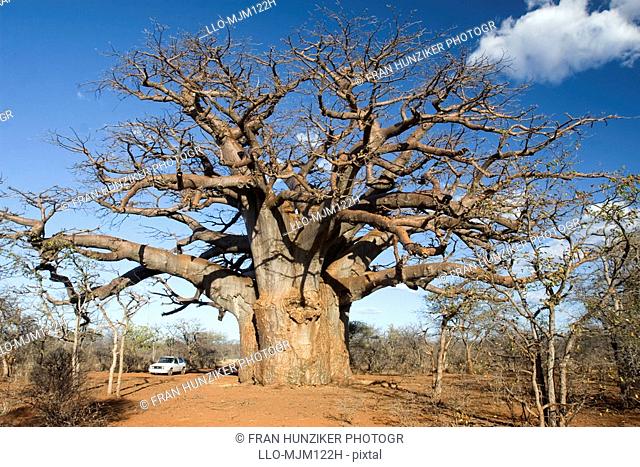 Vehicle next to enormous ancient Boabab tree, Messina, Limpopo