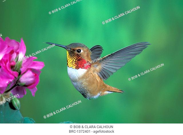 Bird, Hummingbird, rufous, Montana, United States, Selasphorus rufus