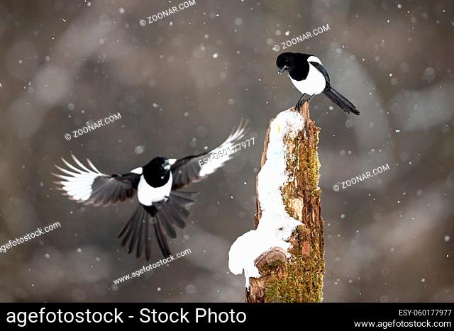Two eurasian magpie, pica pica, landing on stump during snowstorm. Pair of black and white birds sitting on snowy wood in forest