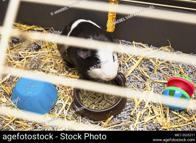 Guinea-pig black and white in its cage, little cute pet close-up with toys, food and straw happy