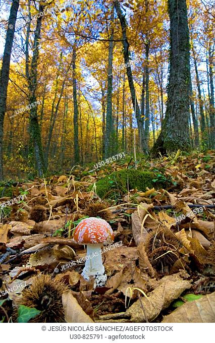 Amanita muscaria Fly agaric in a forest of chestnut trees in the Sierra de Béjar, Hervás, in the province of Caceres, Spain, Europe
