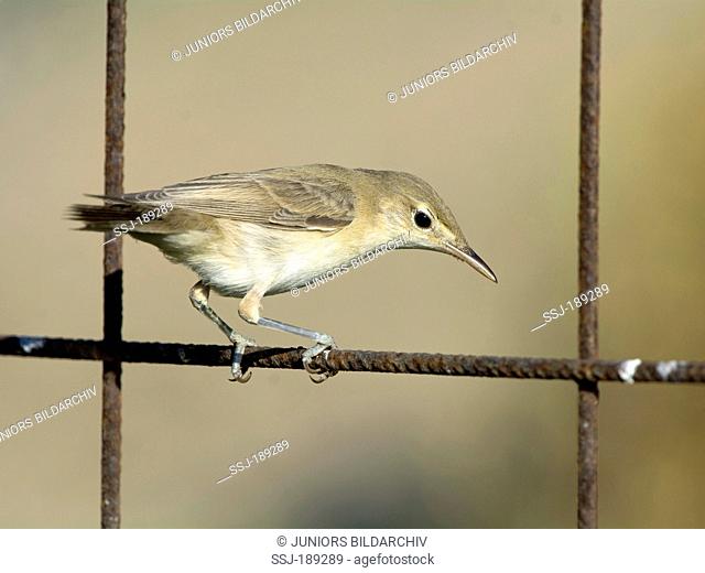 Olive-tree Warbler (Hippolais olivetorum) perched on a wire fence. Greece