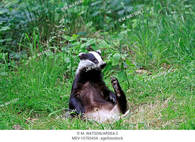 European Badger - resting (Meles meles)
