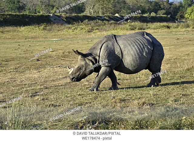 one horned rhino grazing in a park