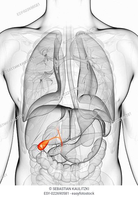 3d rendered illustration of the gallbladder