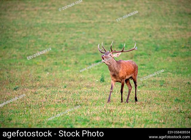 Bellowing red deer, cervus elaphus, stag walking forward with space for copy