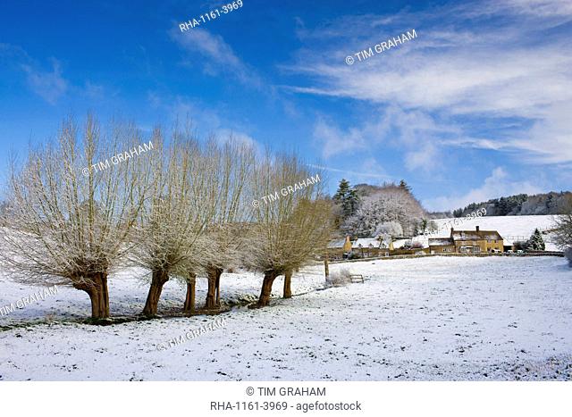 Snow on pollarded Willow trees at Swinbrook in Oxfordshire, England, United Kingdom