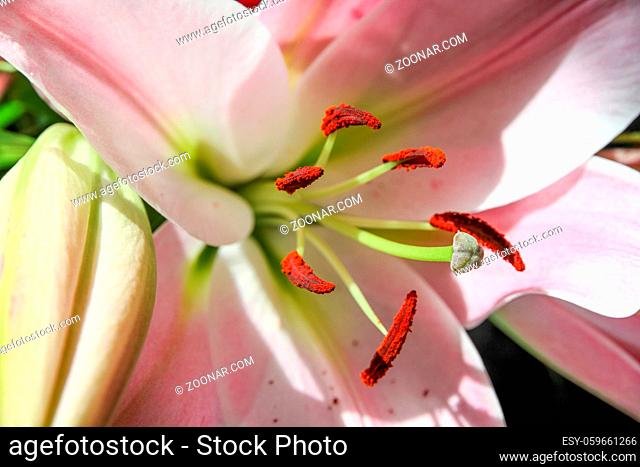 Lily flower macro view. Colorful background wallpaper