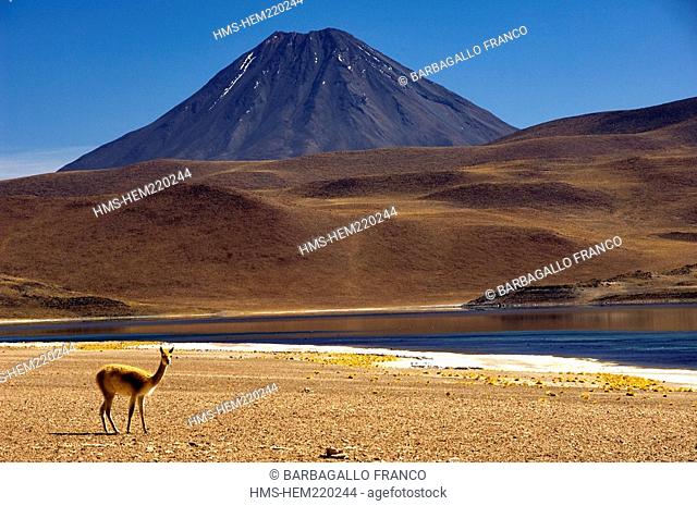 Chili, Antofagasta Region, Altiplano, San Pedro de Atacama, Los Flamencos National Reserve Miscanti Section, Guanaco Lama guanicoe
