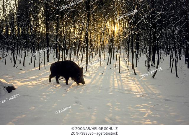 Wild sow in winter light walks on a deer crossing