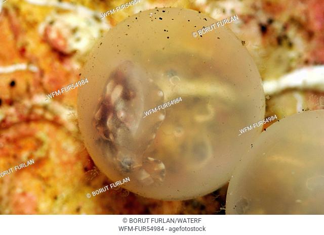Pfeffers Cuttlefish Embryo in transparent Egg, Metasepia pfefferi, Lembeh Strait, North Sulawesi, Indonesia