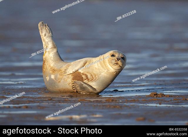 Common or harbor seal (Phoca vitulina) adult resting on a beach, Lincolnshire, England, United Kingdom, Europe