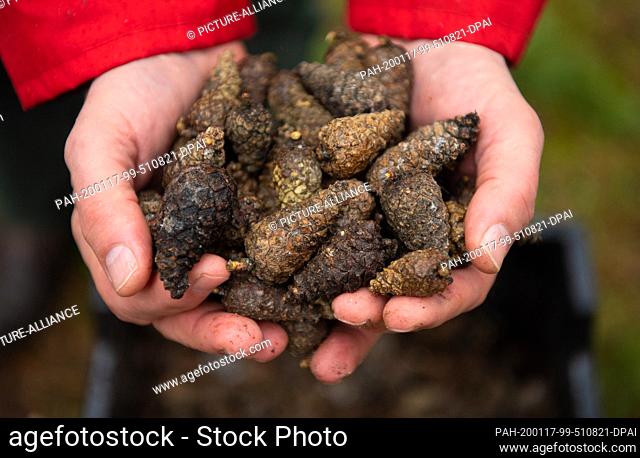 14 January 2020, Brandenburg, Frankendorf: Pine cone in a seed plantation of the Landesbetrieb Forst Brandenburg. The cones are collected