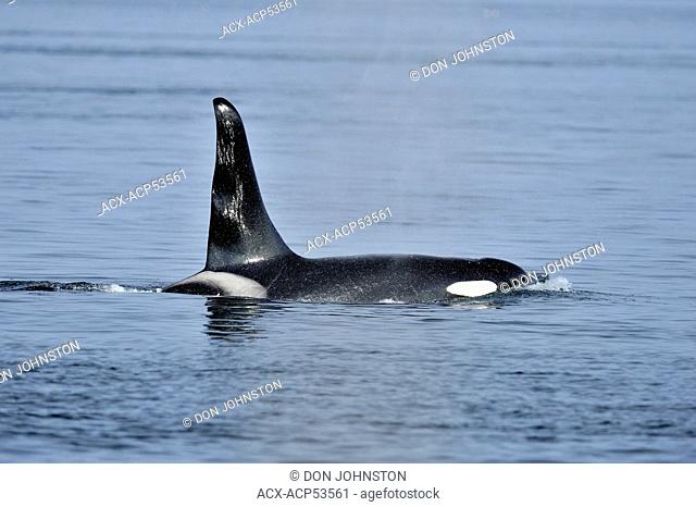 killer whale Orcinus orca Bull member of the Resident pod in its summer salmon feeding territory, Johnstone Strait, Vancouver Island, British Columbia, Canada