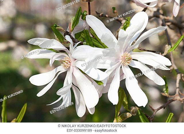 Centennial star magnolia flowers (Magnolia stellata Centennial). Called Centennial Blush star magnolia also