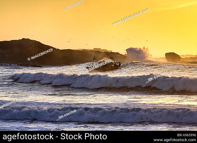 Fishing boat with seagulls in the surf, sunset over Mogador Island, Atlantic coast, Essaouira, Marrakech-Safi, Morocco, Africa