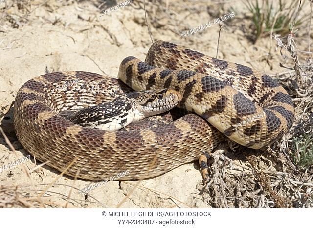 Bull snake, Pituophis catenifer, badlands, North Dakota, USA
