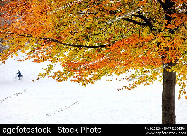 04 December 2023, North Rhine-Westphalia, Cologne: A single autumn-colored tree stands in the middle of a snowy winter park by the Aachener Weiher pond