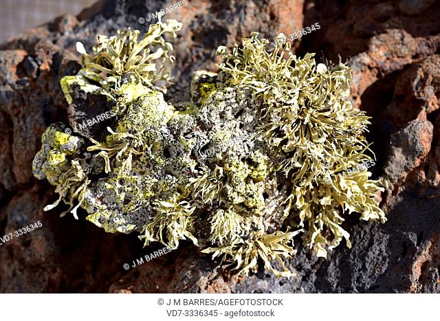 Ramalina sps. on volcanic rock. This photo was taken in Lanzarote Island, Canary Islands, Spain