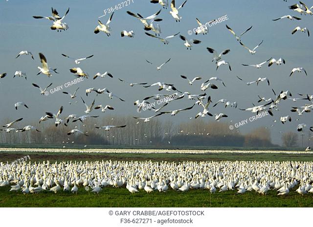 Flocks of Ross's Geese flying and in field in morning during migration, Merced National Wildlife Refuge, Central Valley, California