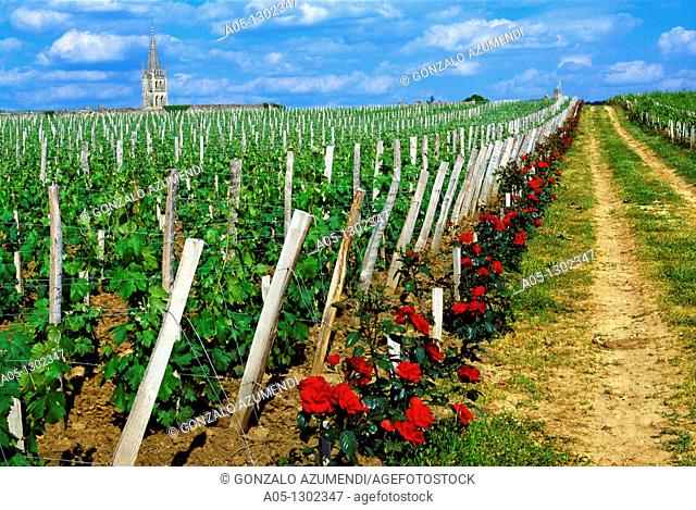 Vineyards in Chateau Canon  St  Emilion Dordogne Valley. Bordeaux, Aquitaine, France